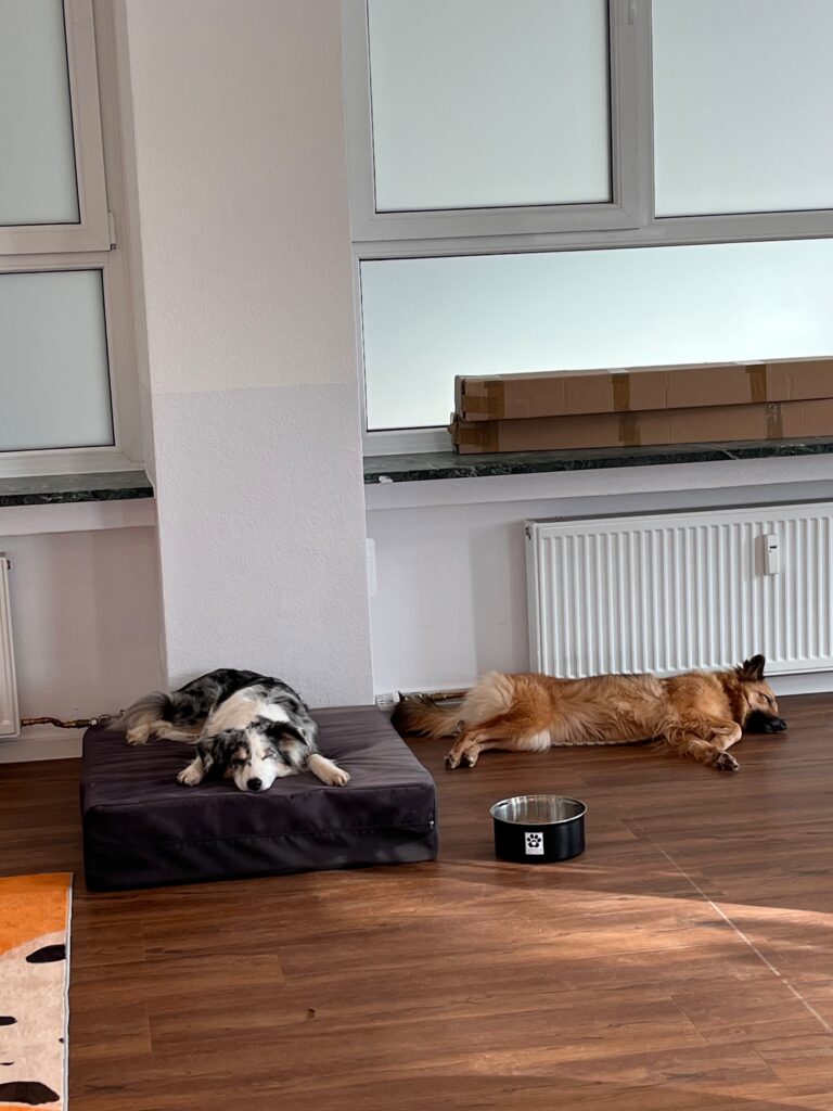 Hunde in der Tagesbetreuung der Hundepension in Nürnberg-Röthenbach von Hundeerziehung mit Herz