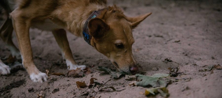 Maintr