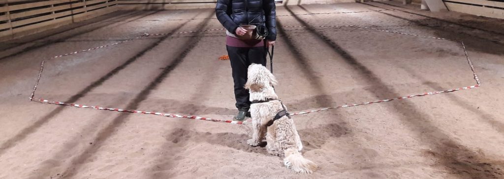 Agility und Hundesport in Zirndorf/Fürth/Nürnberg mit Desiree Höck – Hundetraining in Cadolzburg bei Nürnberg/Fürth