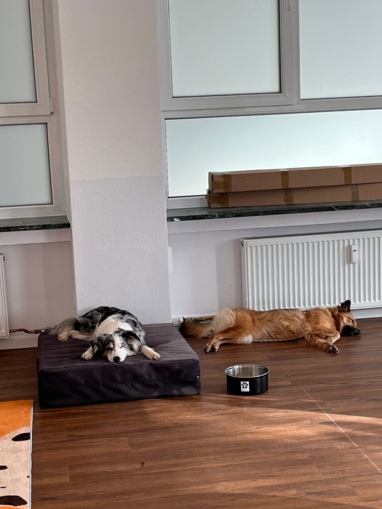 Hunde in der Tagesbetreuung der Hundepension in Nürnberg-Röthenbach von Hundeerziehung mit Herz