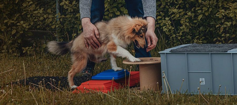 DSC03728-scaled-e1711462590631 DSC03728-scaled-e1711462590631