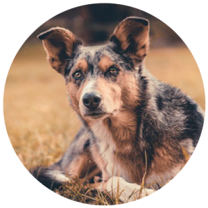 pepper-desireehoeck-hundeschulemitherz.png pepper-desireehoeck-hundeschulemitherz.png