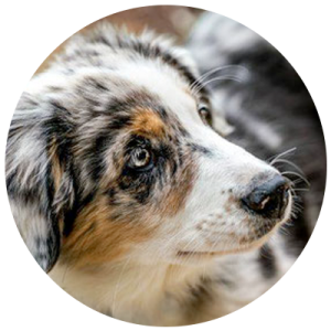 yuma-desireehoeck-hundeschulemitherz.png yuma-desireehoeck-hundeschulemitherz.png